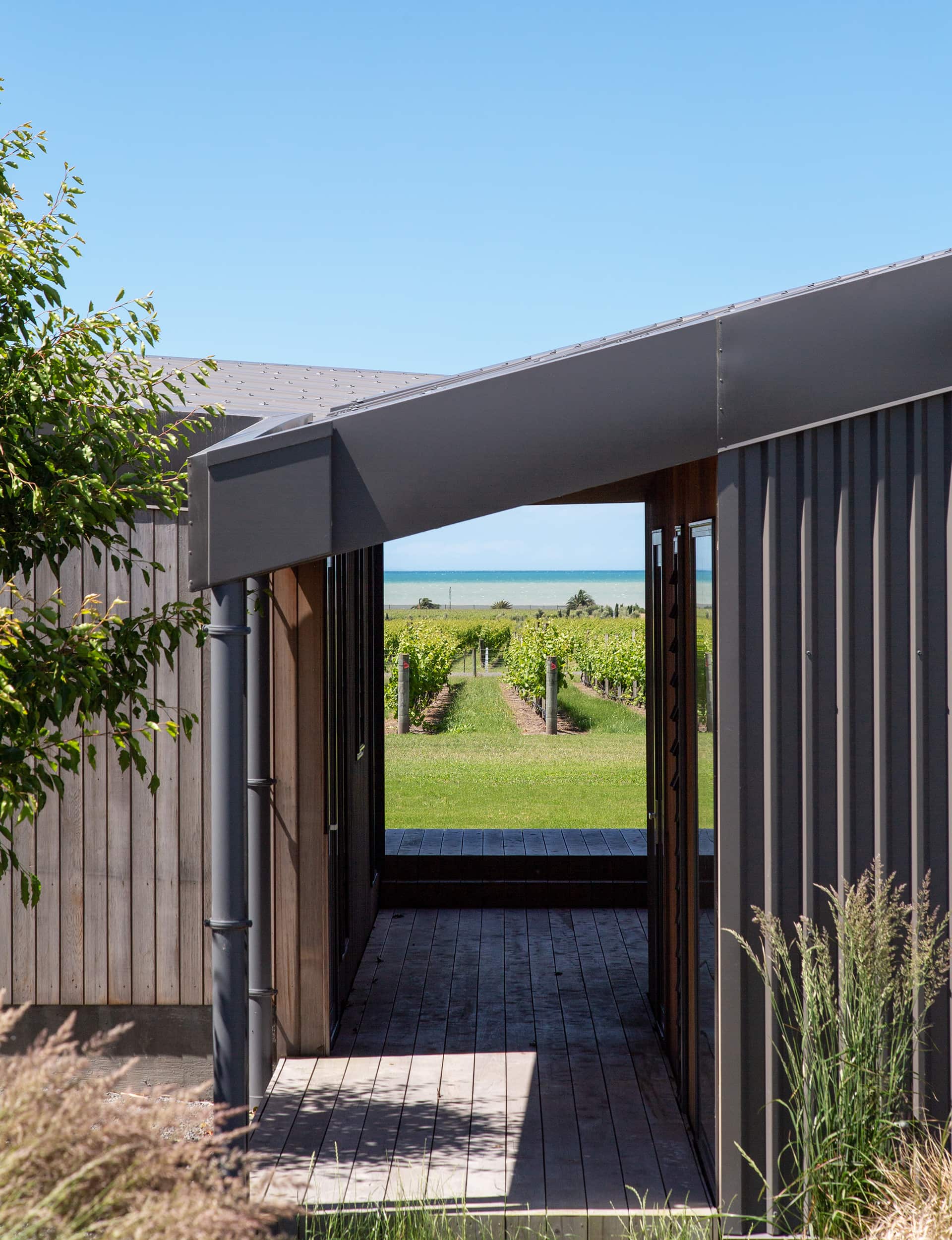 Te Awanga home vineyard